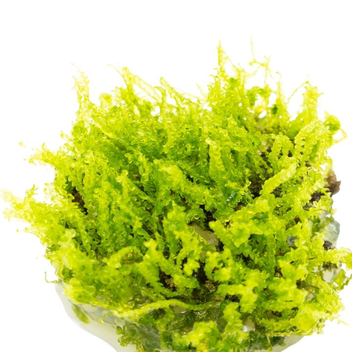 Planta naturala de acvariu, Tropica, Solenostoma tetragonum Pearl Moss, 1-2-Go!, 5 cm