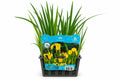 Iris pseudacorus galbena la ghiveci, Moerings