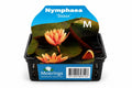 Kit complet Nymphaea Sioux Koper de iaz, Moerings