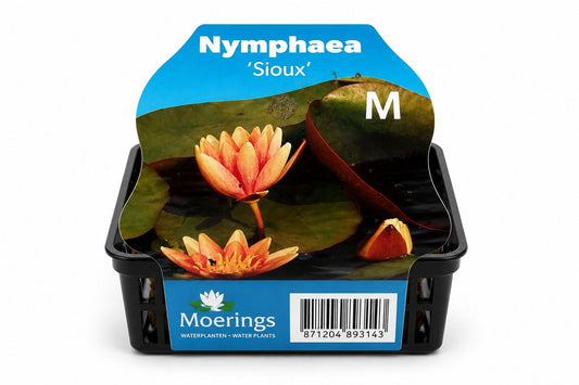 Kit complet Nymphaea Sioux Koper de iaz, Moerings
