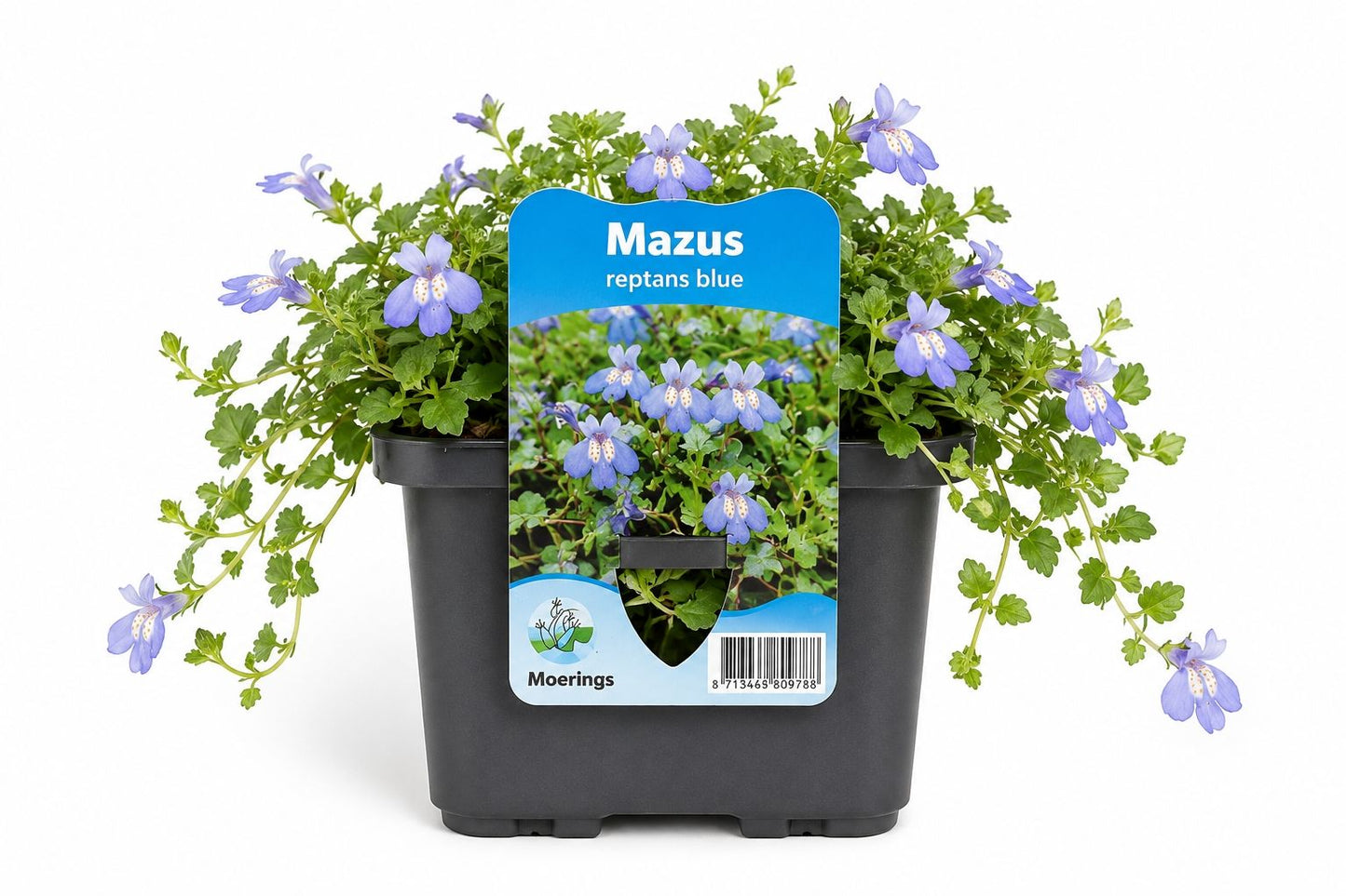 Mazus reptans albastra la ghiveci, Moerings