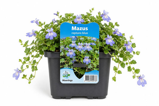 Mazus reptans albastra la ghiveci, Moerings