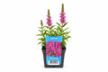 Lythrum salicaria roz la ghiveci, Moerings