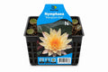 Nymphaea Mangkala ubol orange, Moerings
