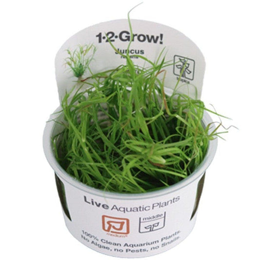 Planta naturala de acvariu, Tropica, Juncus repens 1-2-Grow!, 5 cm