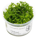 Planta naturala de acvariu, Tropica, Limnophila aquatica, 1-2-Grow!, 5 cm