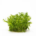 Planta naturala de acvariu, Tropica, Limnophila aquatica, 1-2-Grow!, 5 cm