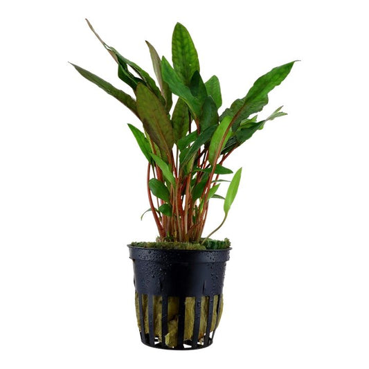 Planta naturala de acvariu, Tropica, Cryptocoryne becketti ”Petchii”