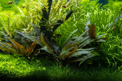Planta naturala de acvariu, Tropica, Cryptocoryne becketti ”Petchii”