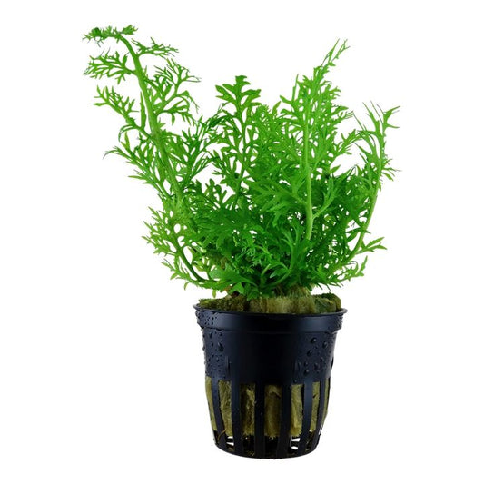 Planta naturala de acvariu, Tropica, Ceratopteris thalictroides