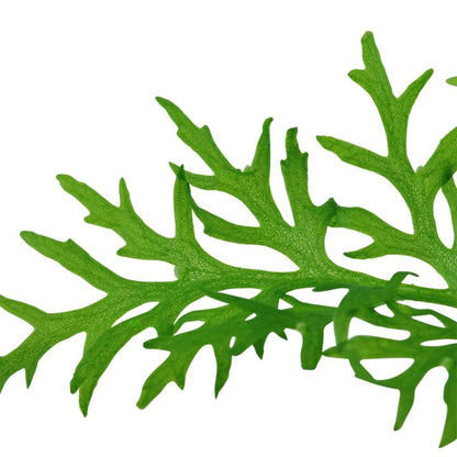 Planta naturala de acvariu, Tropica, Ceratopteris thalictroides