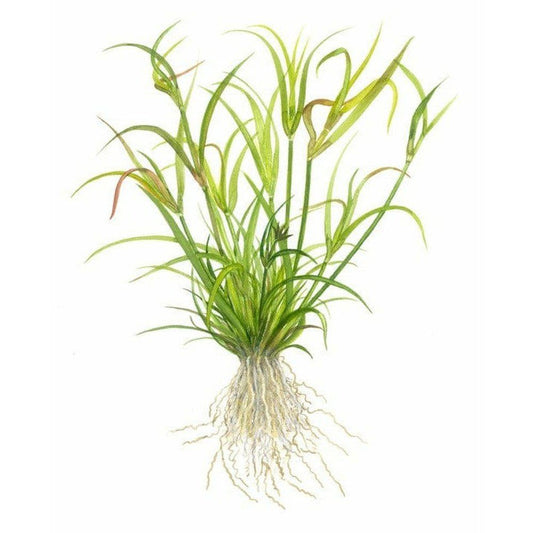 Planta naturala de acvariu, Tropica, Juncus repens 1-2-Grow!, 5 cm