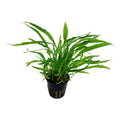 Planta naturala de acvariu, Microsorum pteropus narrow la ghiveci