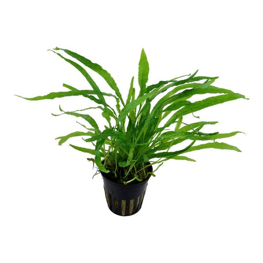 Planta naturala de acvariu, Microsorum pteropus narrow la ghiveci