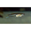 Peste vivipar, Poecilia endler santa maria (Guppy endler) M, 2 - 3 cm