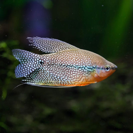 Trichogaster leeri (Pearl Gourami) 5-6 cm