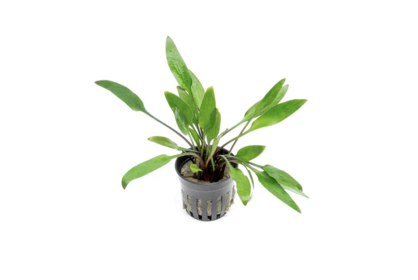 Planta naturala de acvariu, Cryptocoryne lutea