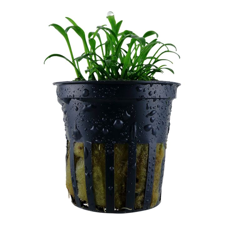 Planta naturala de acvariu, Tropica, Cryptocoryne parva, la ghiveci
