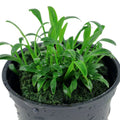 Planta naturala de acvariu, Tropica, Cryptocoryne parva, la ghiveci