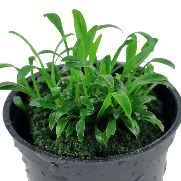 Planta naturala de acvariu, Tropica, Cryptocoryne parva, la ghiveci
