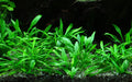 Planta naturala de acvariu, Tropica, Cryptocoryne parva, la ghiveci