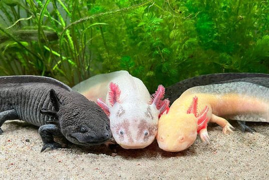 Ambystoma mexicanum mix color, Axolotl, 5-7 cm