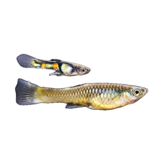 Poecilia endler (guppy)  el tigre 2-3 cm
