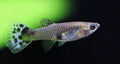 Peste vivipar, Poecilia reticulata (Guppy blue cobra) M