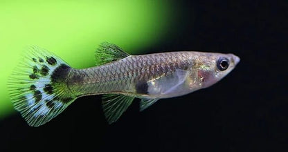 Peste vivipar, Poecilia reticulata (Guppy blue cobra) M