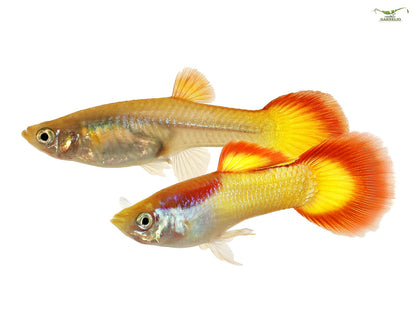 Peste vivipar, Guppy Sunset Blonde M 3-4 cm