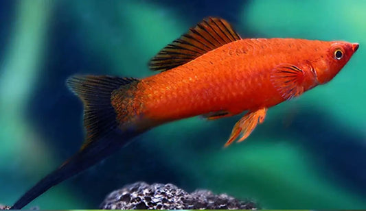 Peste vivipar, Xiphophorus helleri red wagteil (swordtail red wagtail) 4-5 cm
