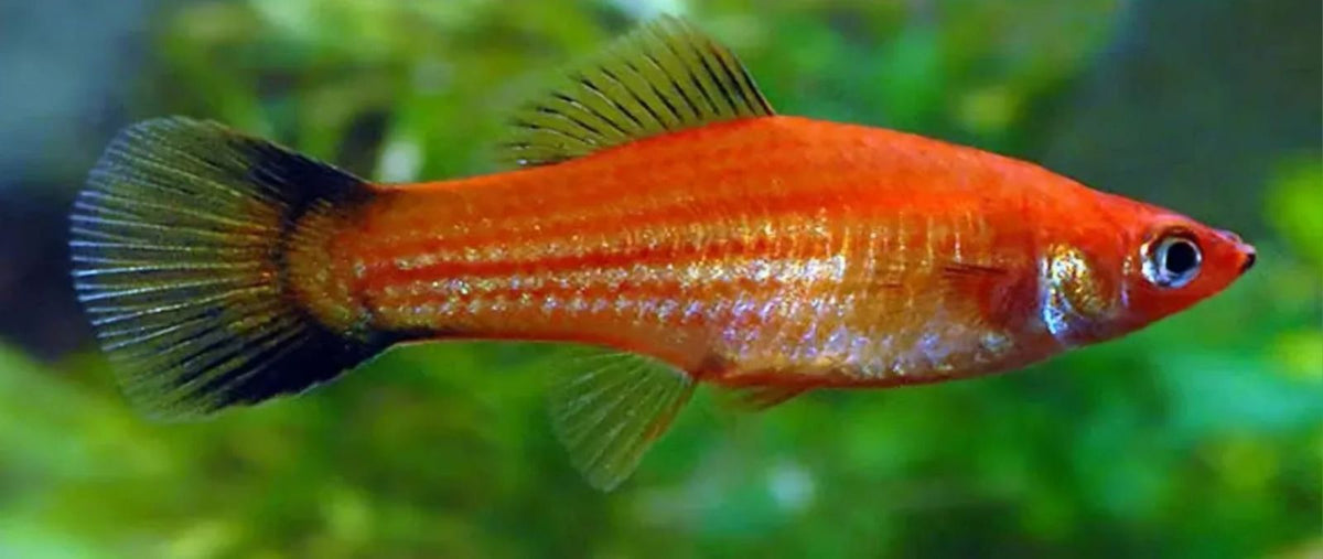 Peste vivipar, Xiphophorus helleri red wagteil (swordtail red wagtail) 4-5 cm