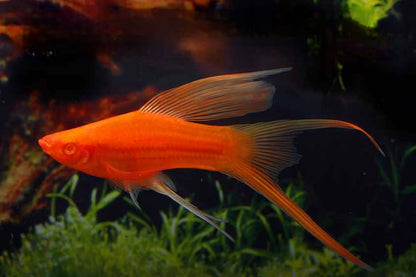 Peste vivipar, Xiphophorus helleri Wien 4-5 cm
