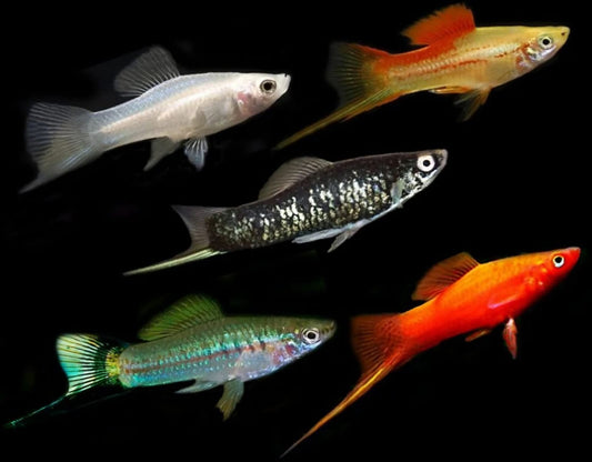Peste vivipar, Xiphophorus helleri swordtail mix colors 4-5 cm