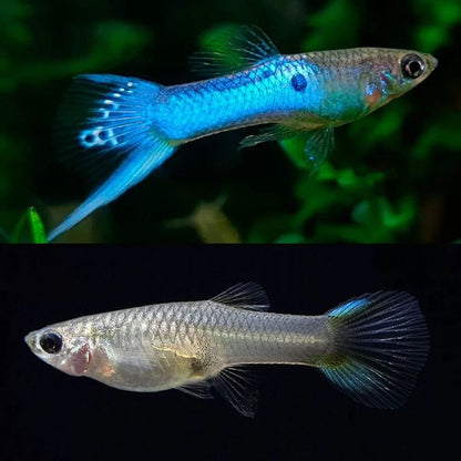 Peste vivipar, Poecilia endler japan blue, 1-2 cm