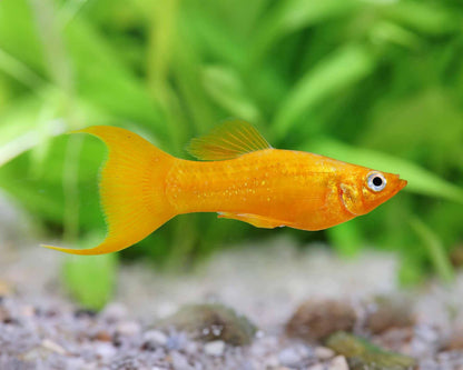 Peste vivipar, Poecilia Sphenops (gold molly lyra) 3-4 cm