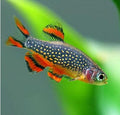 Microrasbora Galaxy (Danio margaritus) 1-2 cm