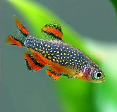Microrasbora Galaxy (Danio margaritus) 1-2 cm