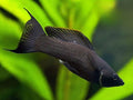 Peste vivipar, Poecilia sphenops black molly, 3,5-5 cm
