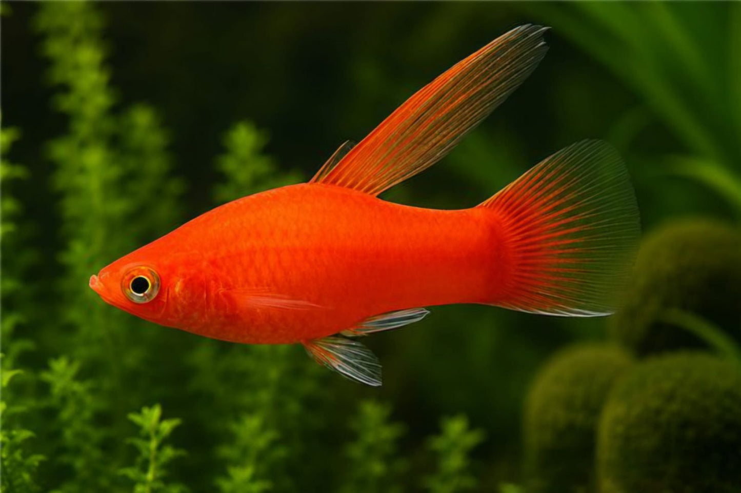 Peste vivipar, Xiphophorus maculatus Hi- fin mix