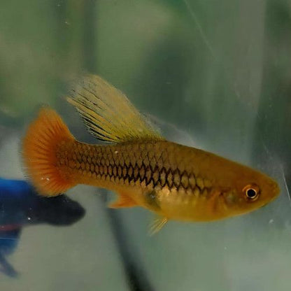 Peste vivipar, Xiphophorus maculatus Hi- fin mix
