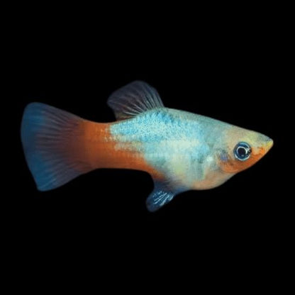 Peste vivipar, Xiphophorus maculatus Hi- fin mix