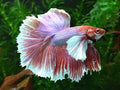 Betta big ears (Elephant ear betta) XL, mascul