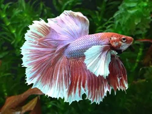 Betta big ears (Elephant ear betta) XL, mascul