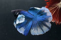 Betta big ears (Elephant ear betta) XL, mascul