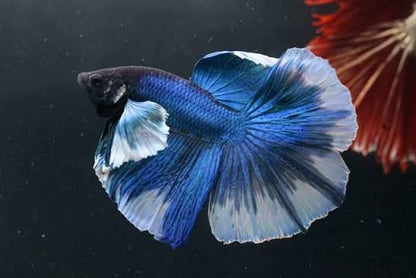 Betta big ears (Elephant ear betta) XL, mascul