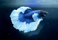Betta big ears (Elephant ear betta) XL, mascul