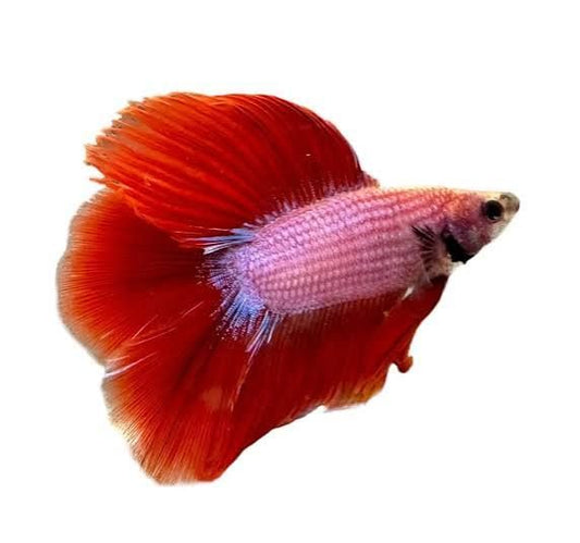 Betta spl. male double tail mix XL