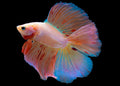 Betta spl. male double tail mix XL