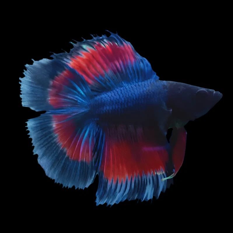 Betta spl. male double tail mix XL